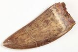 Serrated, Carcharodontosaurus Tooth - Excellent Tooth! #206282-1